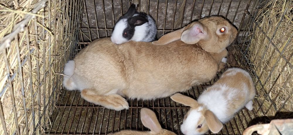Coelhos para venda