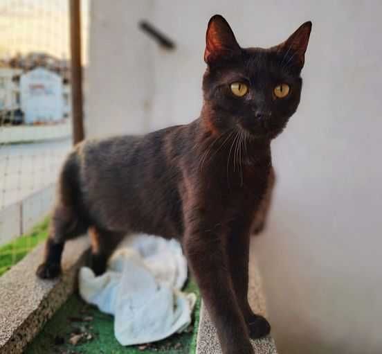 Celinka poleca się do adopcji !