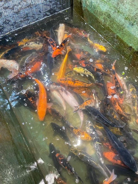 Karp narybek. Amur. Lin