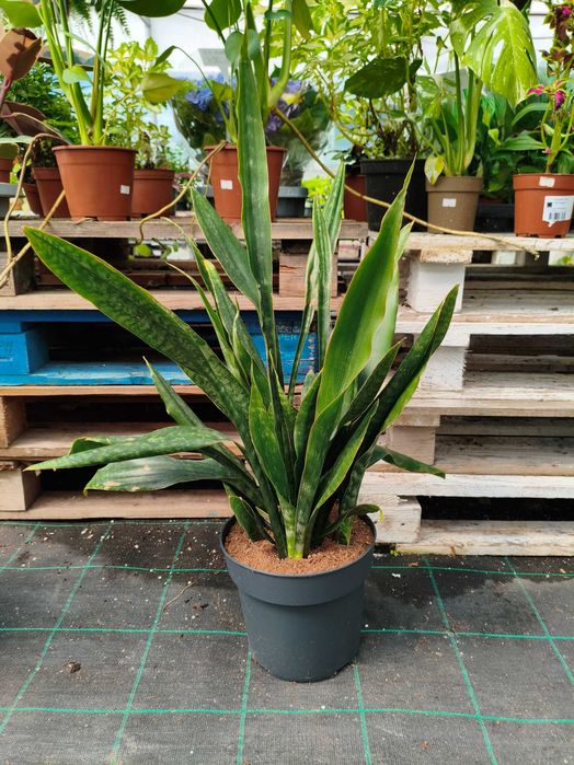 Espada de S. Jorge (Sanseveria Zeylanica) - planta em vaso