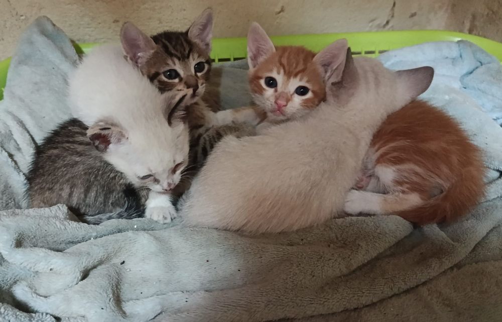 Da se estas gatinhas
