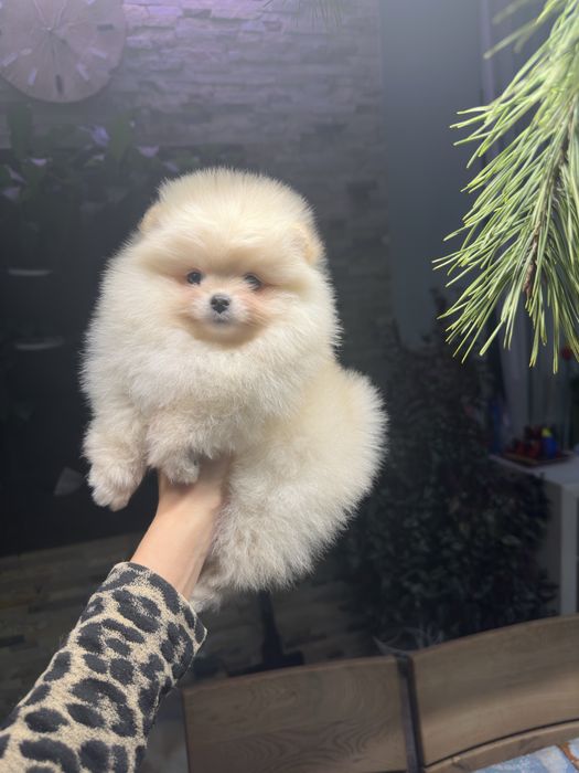 Дівчинка померанський шпіц в типі вкдмежа