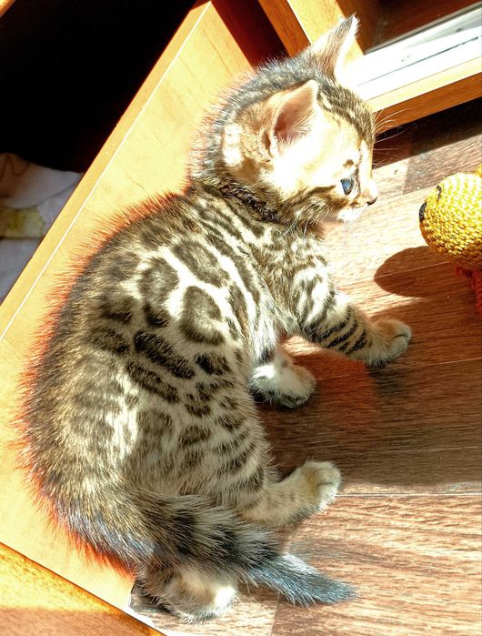 Бенгальські кошенята