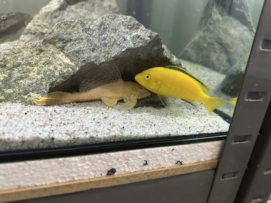 duże glonojady, pyszczaki yellow, pyszczak, glonojad