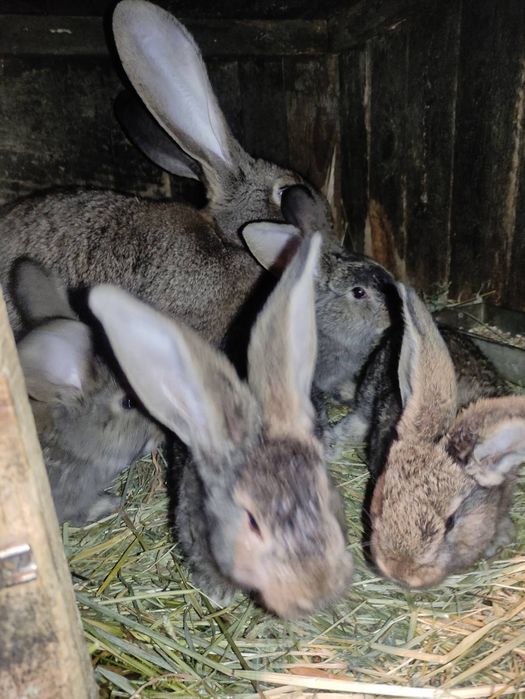 Кроли бельгийский Обер ( великан)