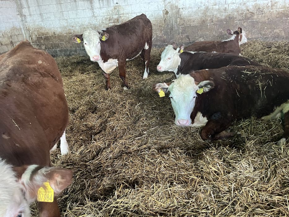 Byczki Hereford