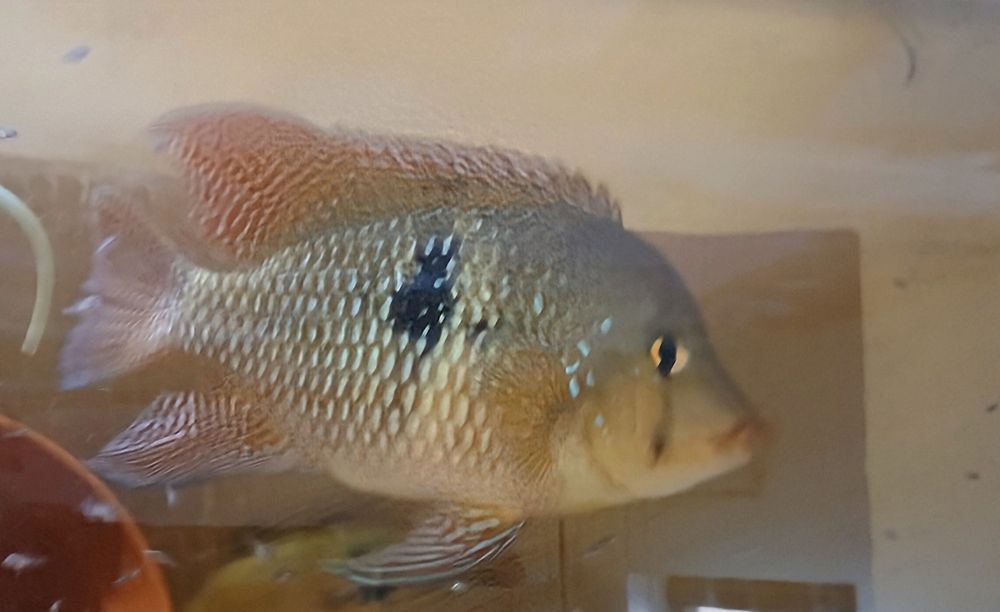 Ziemiojad Perłowy, Geophagus iporangensis