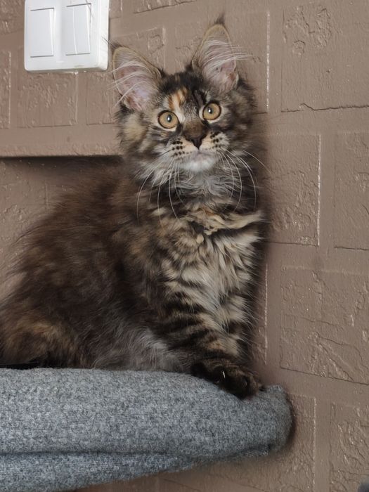 Dziewczynka Maine Coon