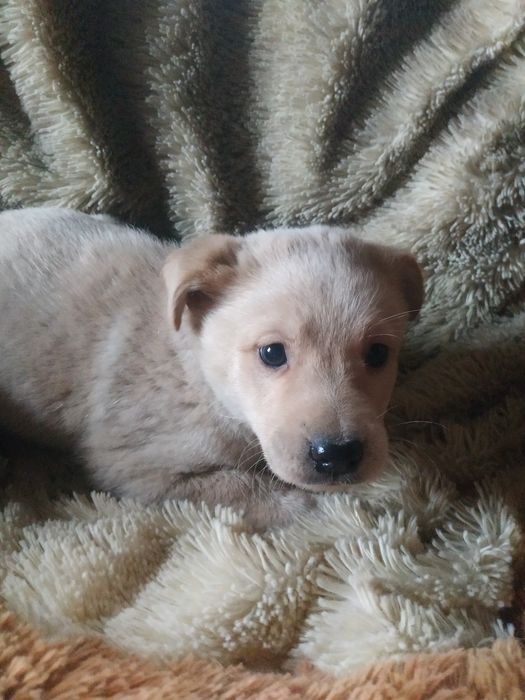 Продам милых щенков