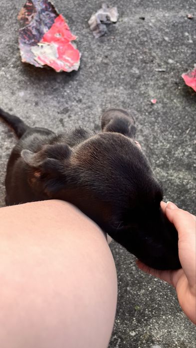 Cãozito preto medio porte