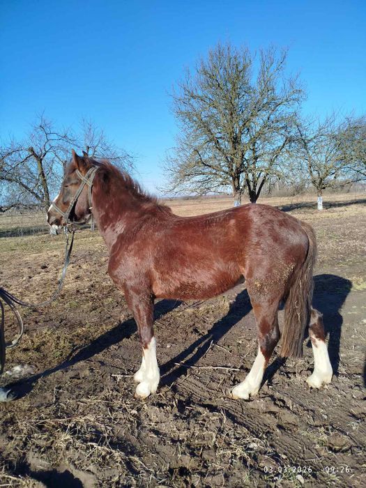 Продам молодого коника .