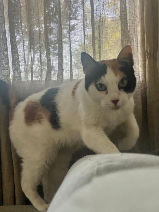 Gata adulta muito meiga procura família para adoção responsável