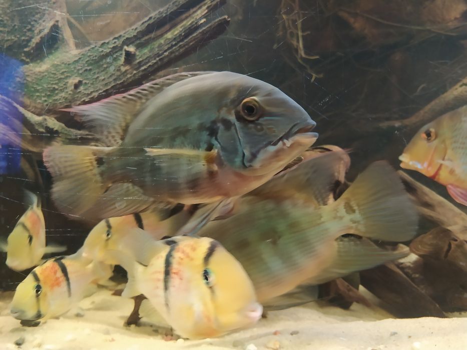 Pielęgnica Hoplarchus psittacus