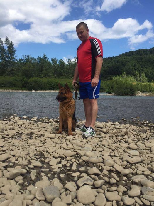 Кобель для в'язки.