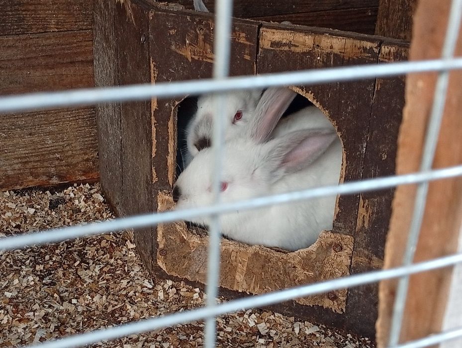 Кролики Краматорск