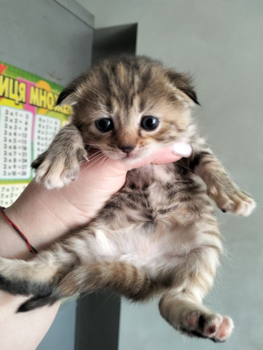 Шотландські висловухі кошенята