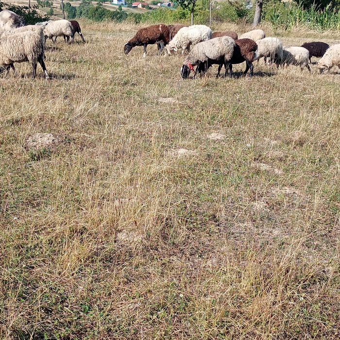 Продам вівці і баранчики..