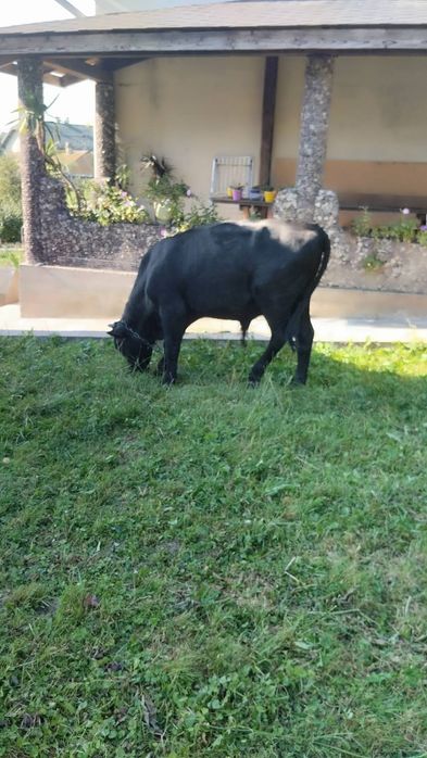 Продам бика 1.4р