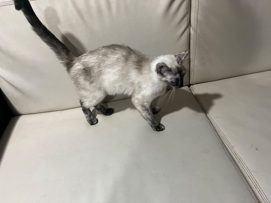 Dou gatos mãe e filho