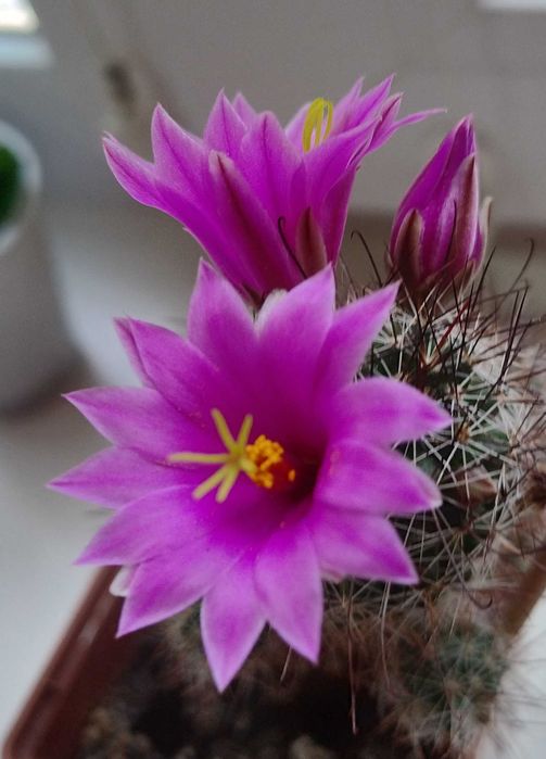 Детки кактуса  маммиллярии крупноцветковой Mammillaria mazatlanensis