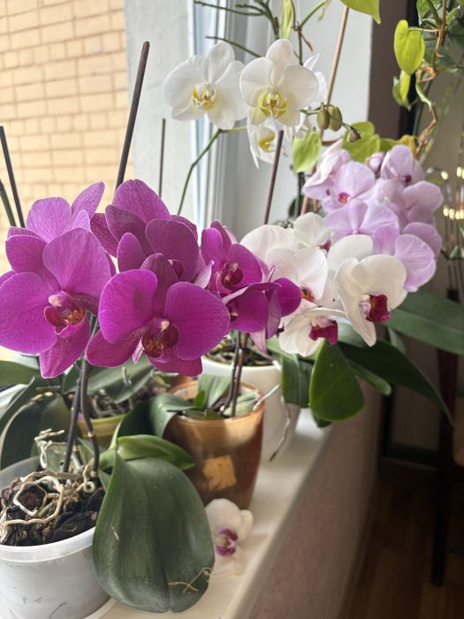 Орхідея , фелінопсіс фіолетового кольору