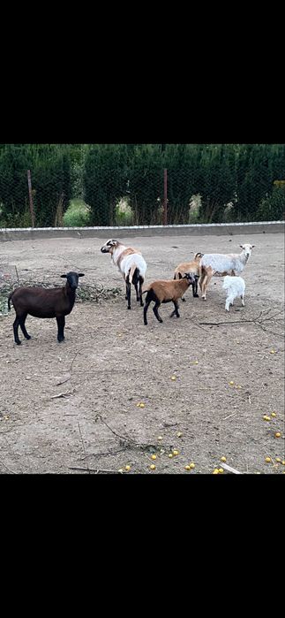 Sprzedam kaczki,gęsi,perliki,kurczaki,indyki