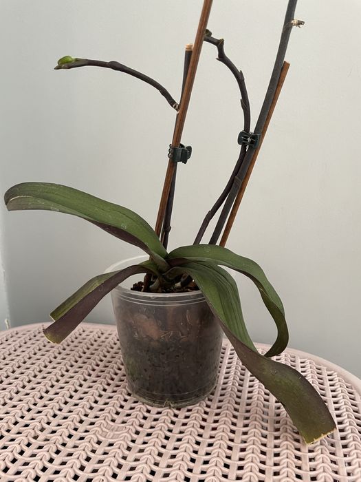 Орхідея Екзотік Пунш