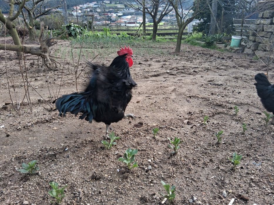 Ovos Galinha Preta Lusitânica