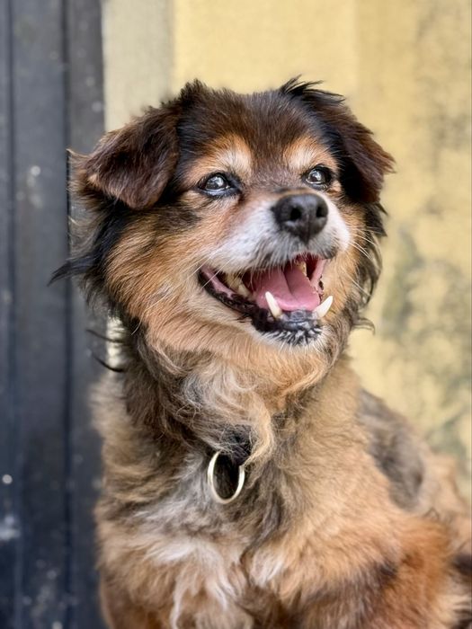 Cãozinho para adoção responsável