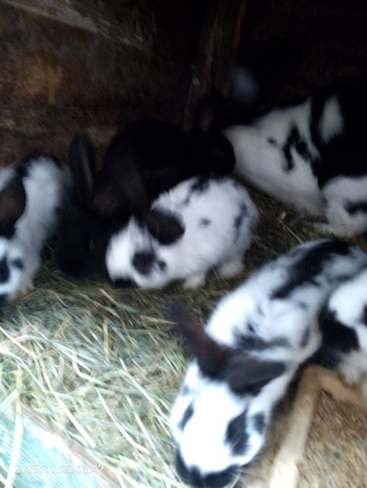 Sprzedam młode króliczki.