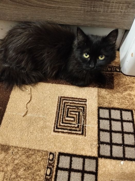 Віддам котика в гарні руки