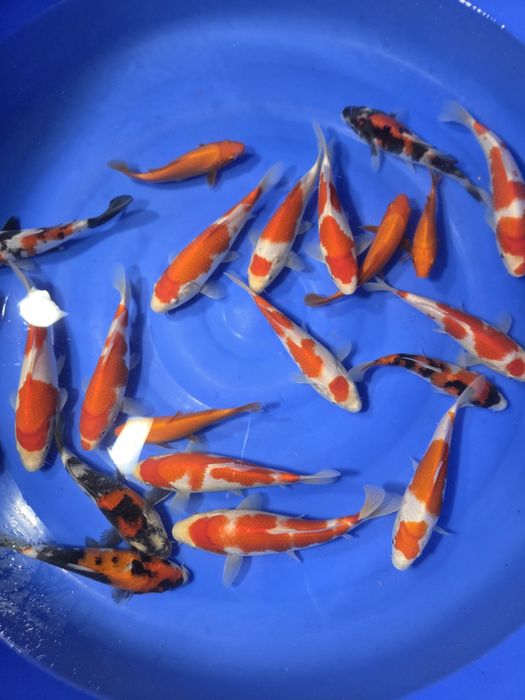 Sprzedam karpie koi Tosai
