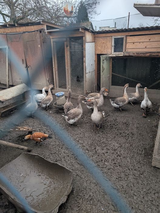 Продам гусей молодих