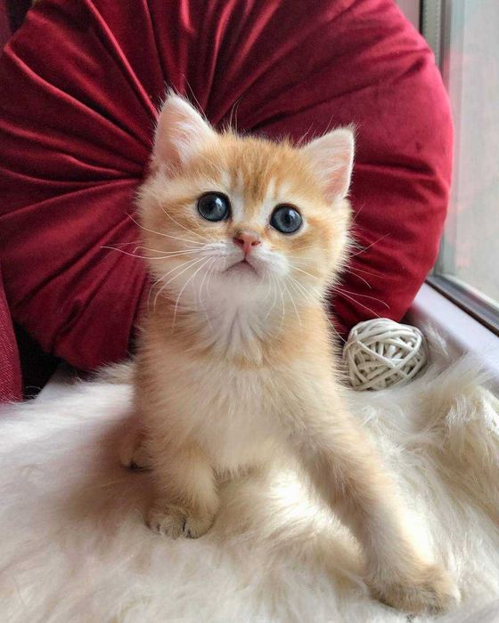 Золоті Британські хлопчики Каспер та Честер