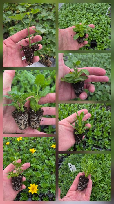 Черенок гвоздики та інших квітів