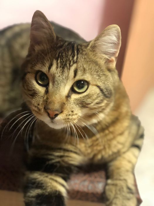 Прилаштовується Кіт 2,5 роки