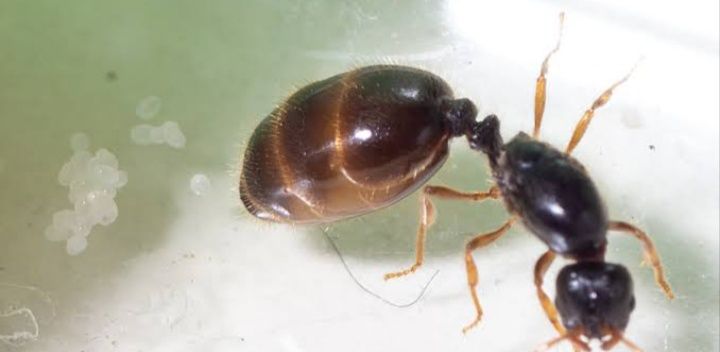 Мурахи Solenopsis fugax — колонія