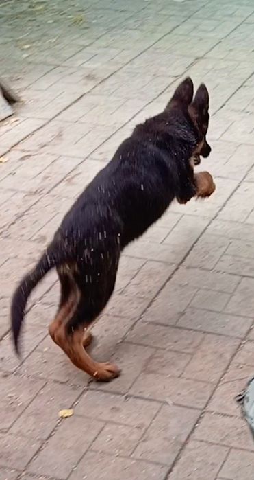 Питомник ZOLOTOY PUT' K POBEDE предлогает щенков.