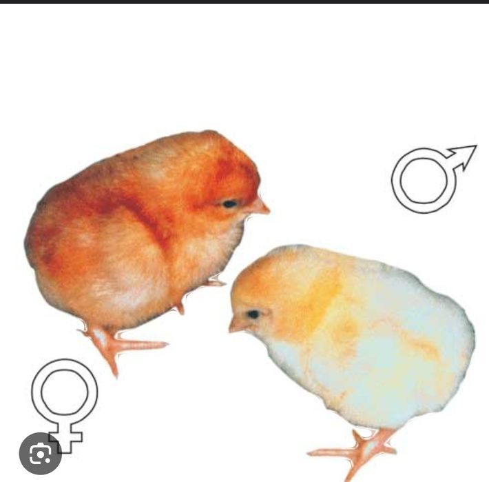 Яйце інкубаційне