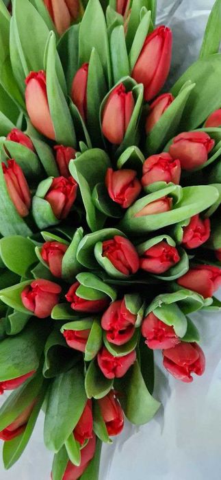 Передзамовлення! Тюльпан до 8 березня!