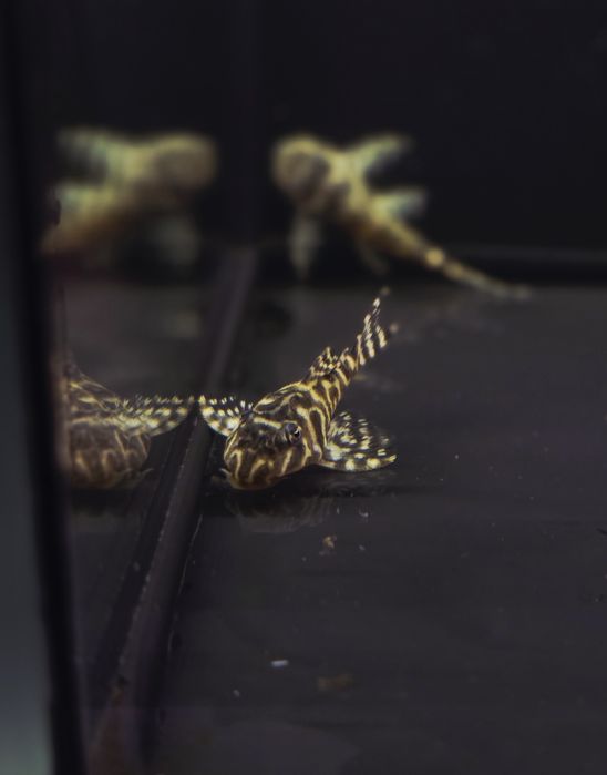 Zbrojnik L066/ glonojad