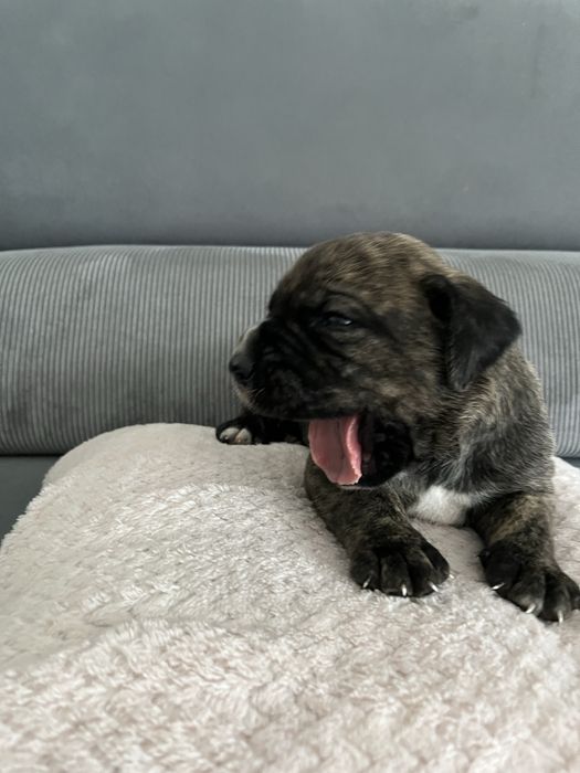 Cane Corso Italiano