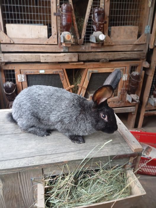 Продам кролиці і кролі