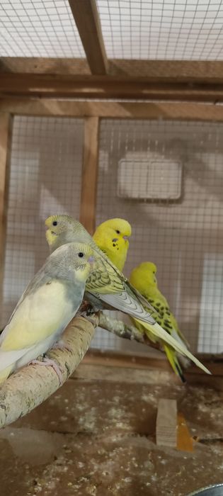 Papużki Faliste 26 r.