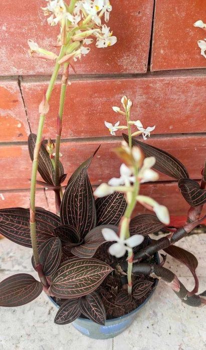 Orquídea invulgar - planta em vaso