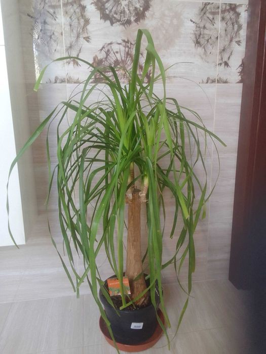 Kwiat doniczkowy Nolina prosta 80 cm