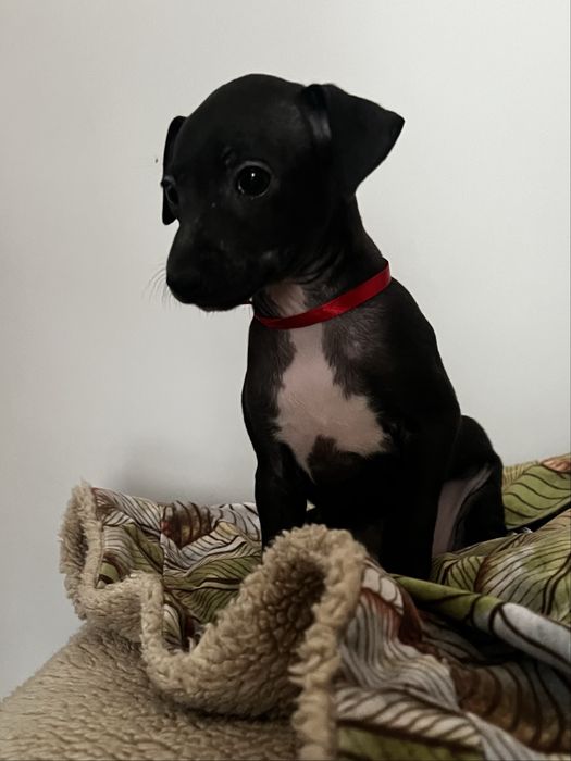 Idealny szczeniak charcik włoski Zkwp , warunek hodowlany