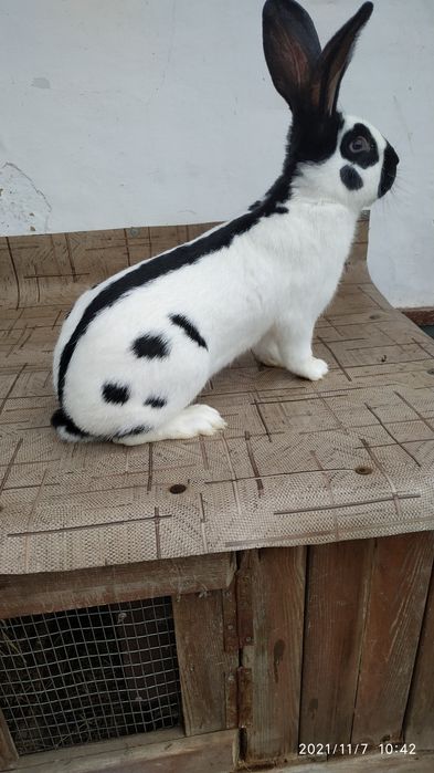 Строкач.НСВ.Самки,самці.Різний вік