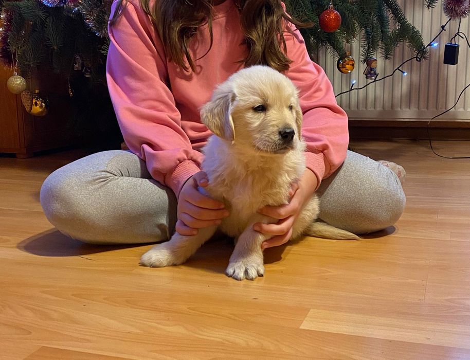 Golden Retriever Związek Hodowców Psów śliczna suczka