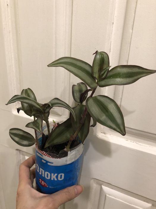 Растение Традесканция зебрина